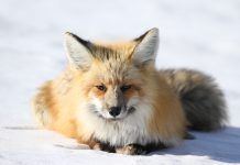 Canadian InsurTech Foxquilt secures CAD $1.2m in seed round