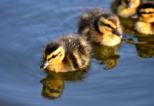 Duck Creek and InsurPay team up to shake up insurance