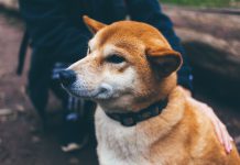 Vetina Healthcare launches its pet insurance platform Pawtect in India