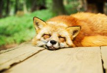 Canadian InsurTech Foxquilt closes its seed round on $3.5m