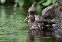 Akur8 teams up with Duck Creek Technologies marking its first partnership in the US