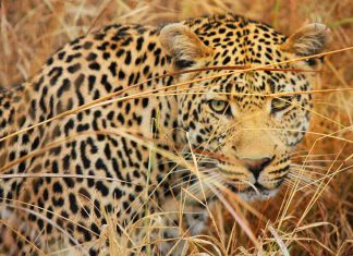 Jaguar Land Rover and BNP Paribas team up for mobility financing