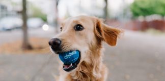 Fetch-by-the-dodo-pet-insurance-insurtech