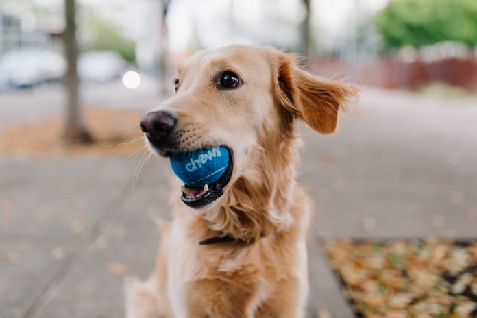 Fetch-by-the-dodo-pet-insurance-insurtech