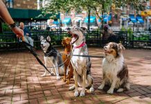 ManyPets-acquires-Digital-Edge-Insurnace-pet-insurance-US