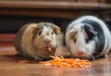 Petco-partners-Nationwide-pet-protection-solution
