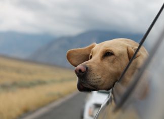 Fuzzy-partners-jet-blue-protect-travelling-pets-insurance-insurtech