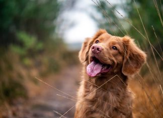 NFP-partners-petline-insurance-company-pet-insurance-US