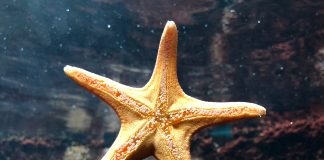 Starfish-specialty-raises-$2.5m-insurance-startup-managing-general-agent-MGA-second-funding-round-insurtech