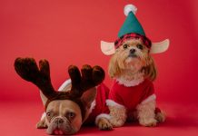 coop-insurance-partners-amazon-pet-insurance-alliance