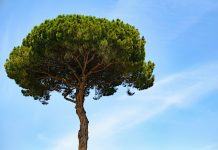 Evertree Insurance in Gnade take-over Evertree-insurance-in-gnade-insurance-take-over