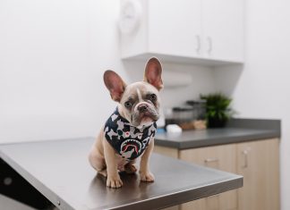 FirstVet-teams-up-for-pet-insurance-marketplace