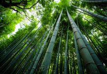 Bamboo-insurance-launches-homeowner-coverage-in-arizona-insurance-insurtehBamboo-insurance-launches-homeowner-coverage-in-arizona-insurance-insurteh