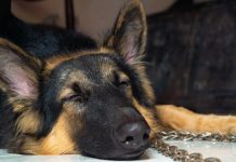 Pet care app Fluffy raises $450k ahead of insurance launch