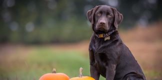 PetMed-Express-teams-up-with-pumpkin-insurance-to-offer-pet-insurance-solutions