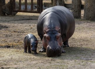 home-insurer-hippo-authorises-stock-repurchase-programme