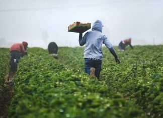 lemonade-crypto-climate-coalition-protects-over-7000-kenyan-farmers