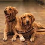 Pinnacle-pet-group-acquires-animal-friends-to-drive-pet-insurance-innovation