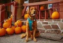 JAB-acquires-pumpkin-pet-insurance