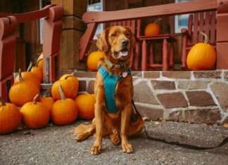 JAB-acquires-pumpkin-pet-insurance