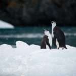 antarctica-capital-to-acquire-life-annuity-platform-midwest-holding