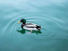 carpe-data-teams-up-with-duck-creek-to-boost-claims-and-underwriting
