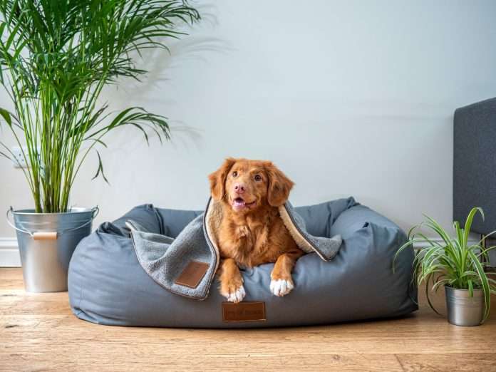 north-american-pet-insurance-sector-exceeds-$3.5bn