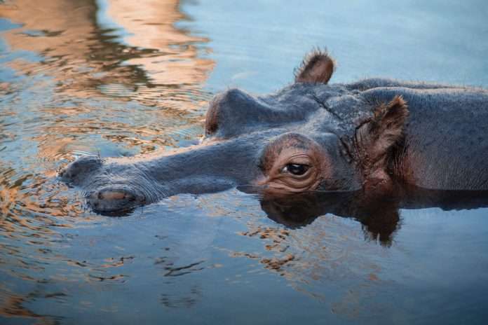 hippo-debut-catrastrophe-bond