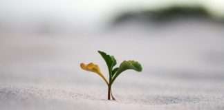 CLARA Analytics, a leading AI technology provider for insurance claims optimisation, has announced a remarkable 100% year-over-year growth in annual recurring revenue (ARR).