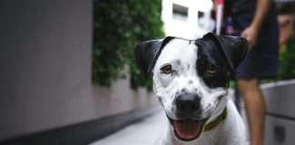 MetLife Pet Insurance, a leading provider of pet insurance services, has announced its collaboration with the Association of Animal Welfare Advancement (AAWA).