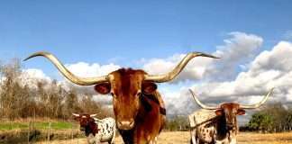 QuoteWell, a tech-driven insurance wholesale broker, and the Independent Insurance Agents of Texas (IIAT) have joined forces to enhance the wholesale brokerage experience for IIAT’s extensive network of over 9,000 agency members.