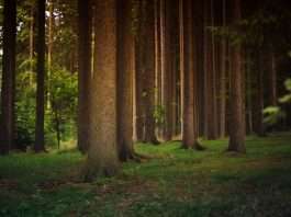 Artio secures funding to pioneer insurance for early carbon credits