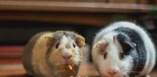 Agentech, a leader in AI-driven insurance claims automation, has announced a strategic partnership with Odie to enhance the efficiency and accuracy of claims processing within the pet insurance sector.