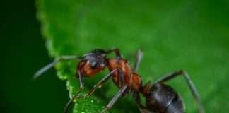 Ant Insurance, the online insurance brokerage platform of Ant Group, has reported significant growth in health insurance claims processed through its system.