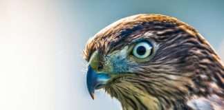 HawkSoft, a leading provider of agency management systems for independent insurance agencies, has partnered with Sembley to streamline the insurance submission process for agencies.