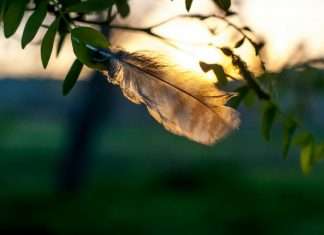 Feather, a Berlin-based InsurTech startup, has appointed Eloi Lanthiez as Country Launcher for France, as it looks to drive growth in the region and across Europe.