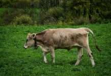 Cowbell has announced the UK launch of Prime One Tech, a combined professional indemnity (PI) and cyber insurance product tailored for technology companies.