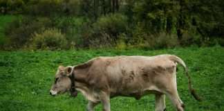 Cowbell has announced the UK launch of Prime One Tech, a combined professional indemnity (PI) and cyber insurance product tailored for technology companies.