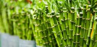 Bamboo Insurance, a California-based InsurTech focused on simplifying property insurance, has launched a new fire prevention initiative in partnership with Whisker Labs.