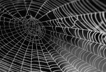 Chubb joins forces with SafeWeb to offer cyber insurance for small businesses SafeWeb, a provider of AI-powered cyber security solutions for small businesses (SMBs), has formed a partnership with Chubb, a global leader in insurance, to enhance cyber resilience for SMEs through an all-in-one protection solution.