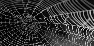 SafeWeb, a provider of AI-powered cyber security solutions for small businesses (SMBs), has formed a partnership with Chubb, a global leader in insurance, to enhance cyber resilience for SMEs through an all-in-one protection solution.