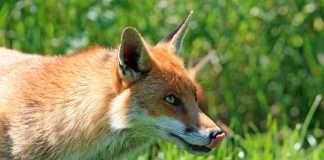 wefox, the Berlin-based InsurTech company known for its fully digital insurance platform, has announced the sale of its Italian business operations in a bid to refocus and consolidate its global efforts.