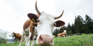 Cowbell, a US-based cyber insurance provider for SMEs and middle-market companies, has partnered with Zurich North America to launch Zurich Select Plus, a modular multi-line insurance product available through the E&S channel.