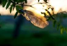 Feather launches business insurance for expat teams Berlin-based InsurTech Feather, known for simplifying insurance for expatriates, has launched its new Business Insurance offering to modernise how international businesses manage employee benefits and protection.