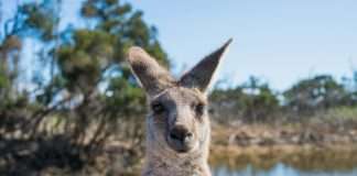 Australian life insurer TAL, one of the country’s largest life insurance specialists, has joined forces with Cover Genius to launch a new embedded life insurance product.