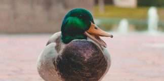 Global InsurTech provider Duck Creek Technologies has announced a new SaaS partnership with Capricorn Mutual, the insurance division of member-owned organisation Capricorn, to overhaul its core insurance systems.