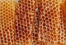 Honeycomb Insurance, a Chicago-based InsurTech company, has announced the expansion of its non-admitted insurance programme, Honeycomb Specialty, across all 18 states in which it currently operates.