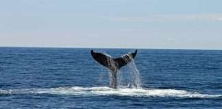 Commercial auto InsurTech Cover Whale Insurance Solutions, a US-based provider of connected insurance for the commercial auto sector, has raised $40m in equity financing.