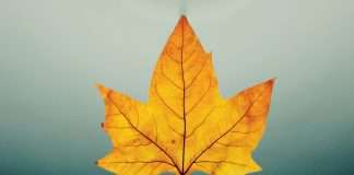 Leaf Insurance, a Denmark-based InsurTech startup, has raised €1.74m in a recent funding round.