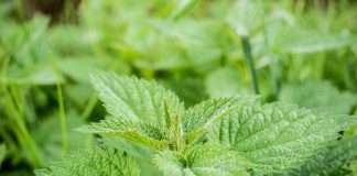 nettle, an AI-powered risk assessment and report generation platform for commercial insurers, has joined Guidewire’s InsurTech Vanguards programme.